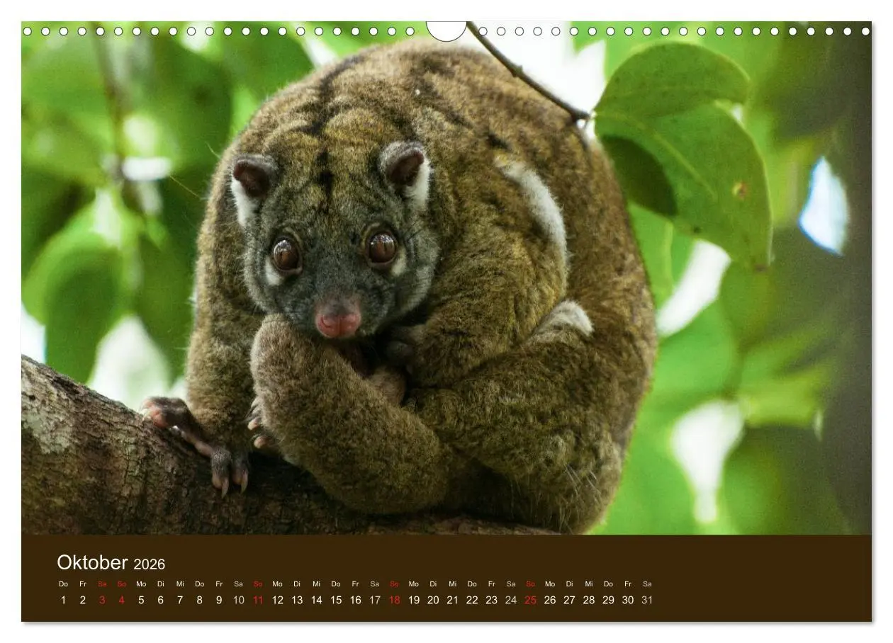 Bild: 9783516105391 | Beuteltiere Australiens (Wandkalender 2026 DIN A3 quer), CALVENDO...