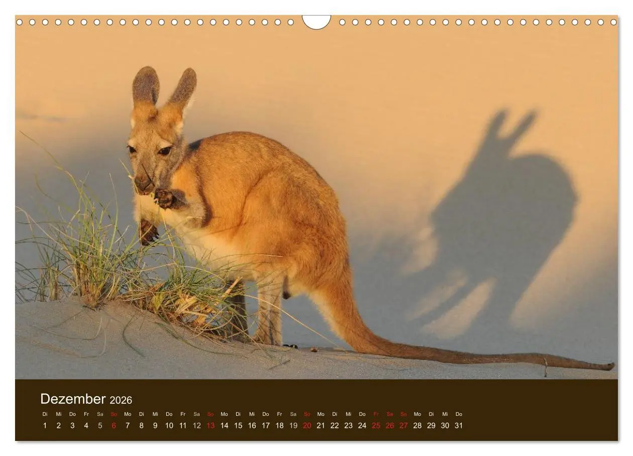 Bild: 9783516105391 | Beuteltiere Australiens (Wandkalender 2026 DIN A3 quer), CALVENDO...