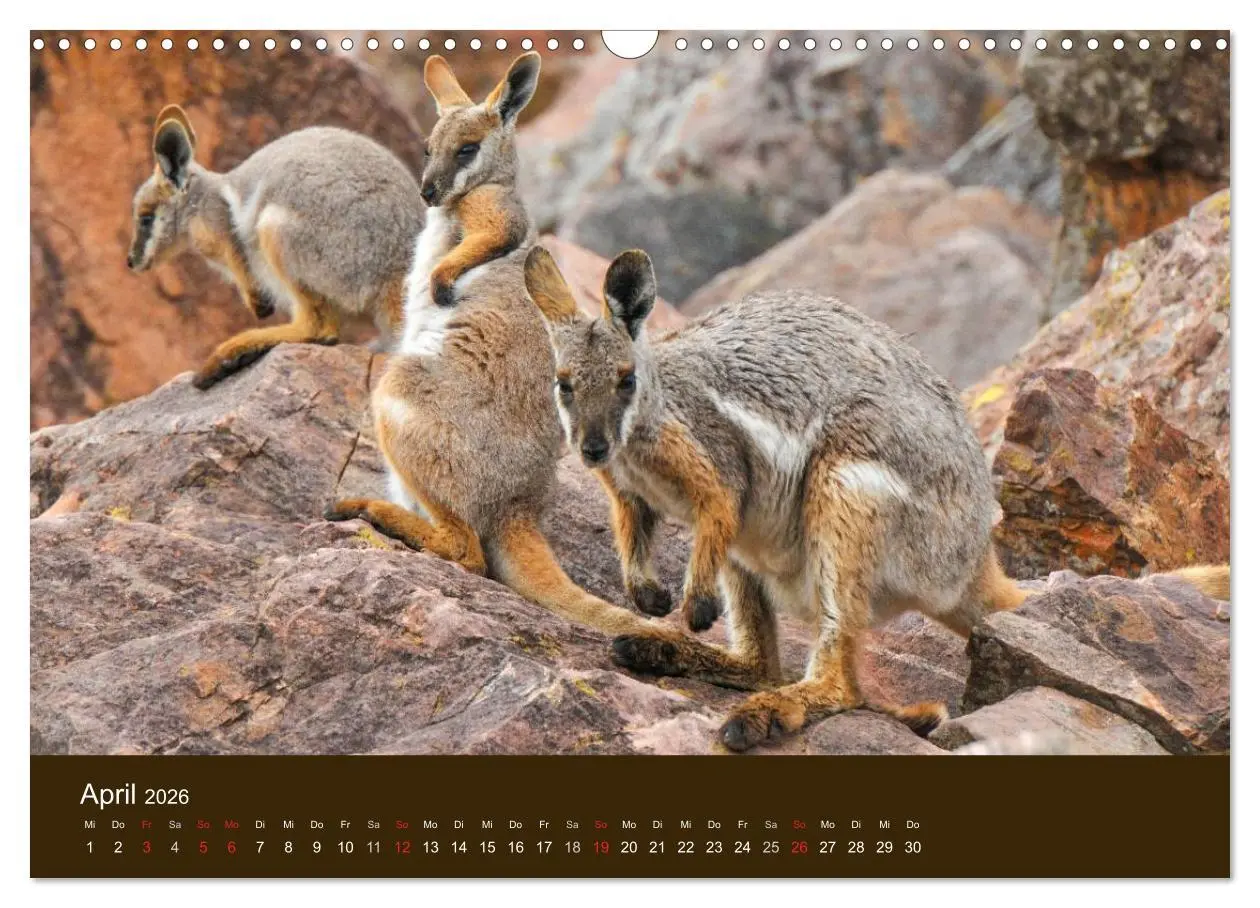 Bild: 9783516105391 | Beuteltiere Australiens (Wandkalender 2026 DIN A3 quer), CALVENDO...