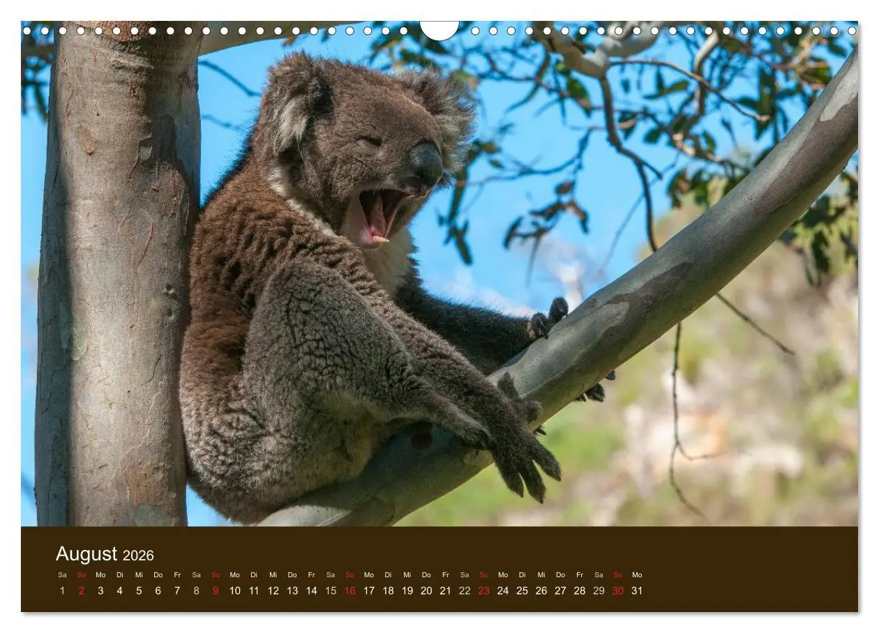Bild: 9783516105391 | Beuteltiere Australiens (Wandkalender 2026 DIN A3 quer), CALVENDO...