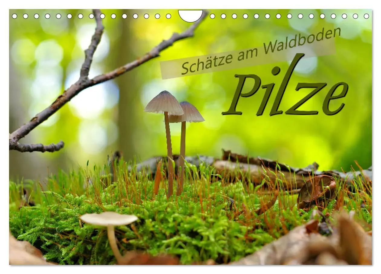 Cover: 9783457545591 | Pilze - Schätze am Waldboden (Wandkalender 2026 DIN A4 quer),...