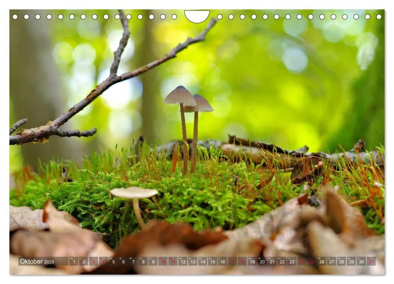 Bild: 9783457545591 | Pilze - Schätze am Waldboden (Wandkalender 2026 DIN A4 quer),...