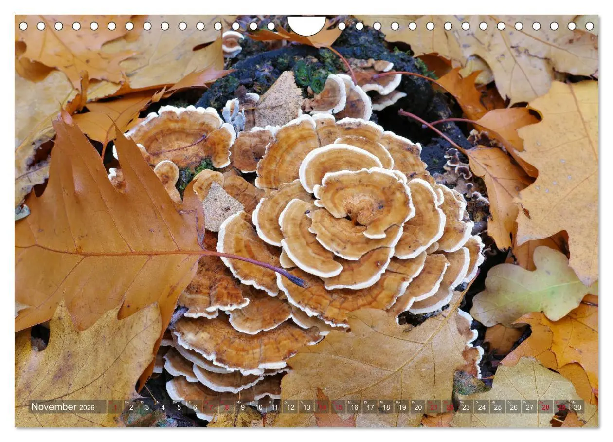 Bild: 9783457545591 | Pilze - Schätze am Waldboden (Wandkalender 2026 DIN A4 quer),...