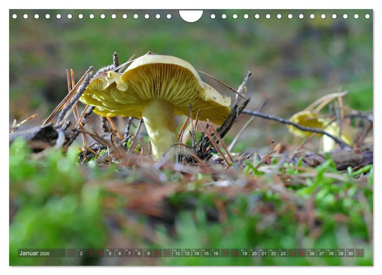 Bild: 9783457545591 | Pilze - Schätze am Waldboden (Wandkalender 2026 DIN A4 quer),...