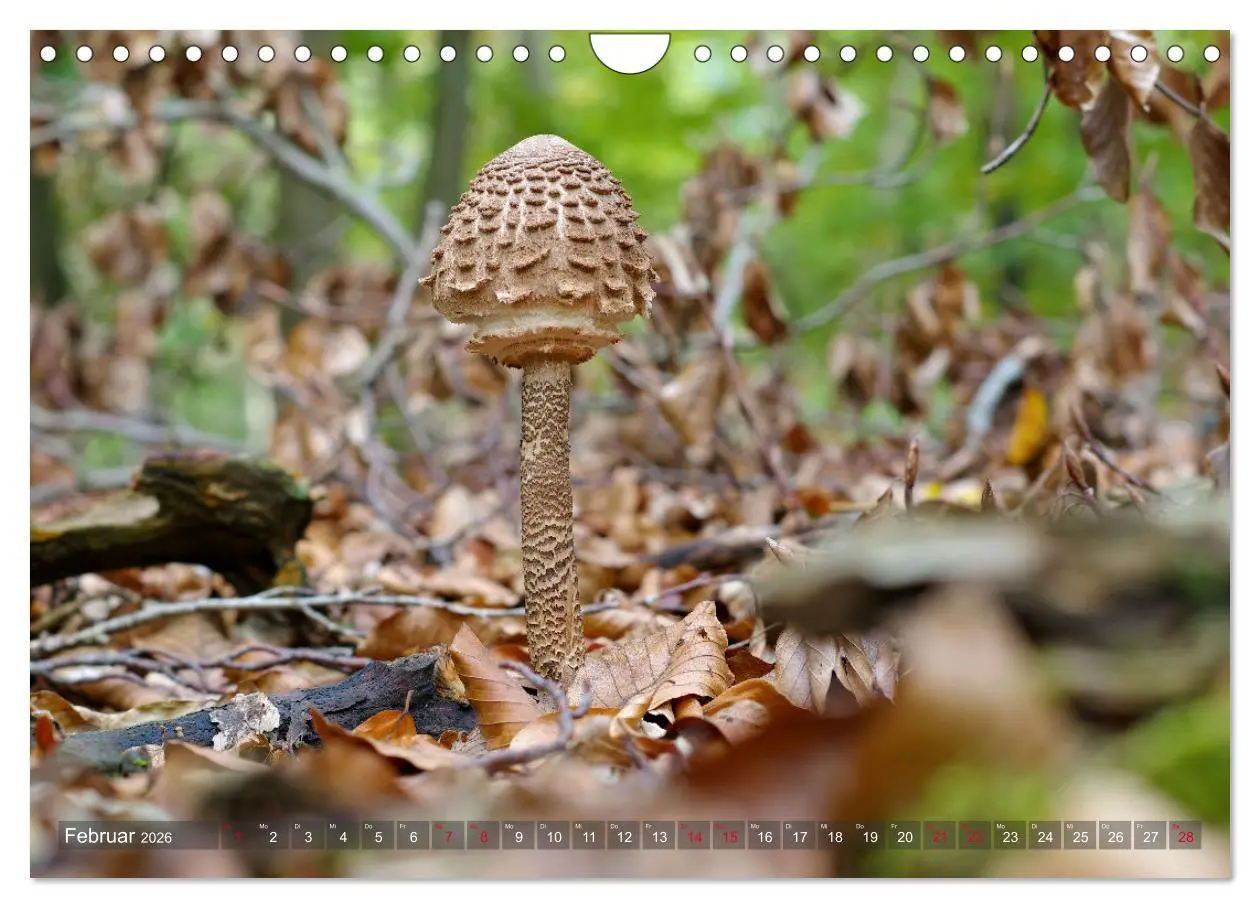 Bild: 9783457545591 | Pilze - Schätze am Waldboden (Wandkalender 2026 DIN A4 quer),...