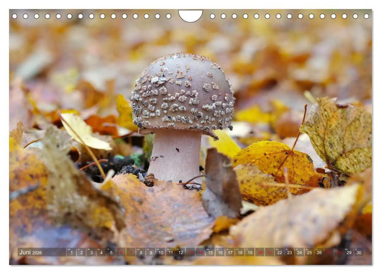 Bild: 9783457545591 | Pilze - Schätze am Waldboden (Wandkalender 2026 DIN A4 quer),...