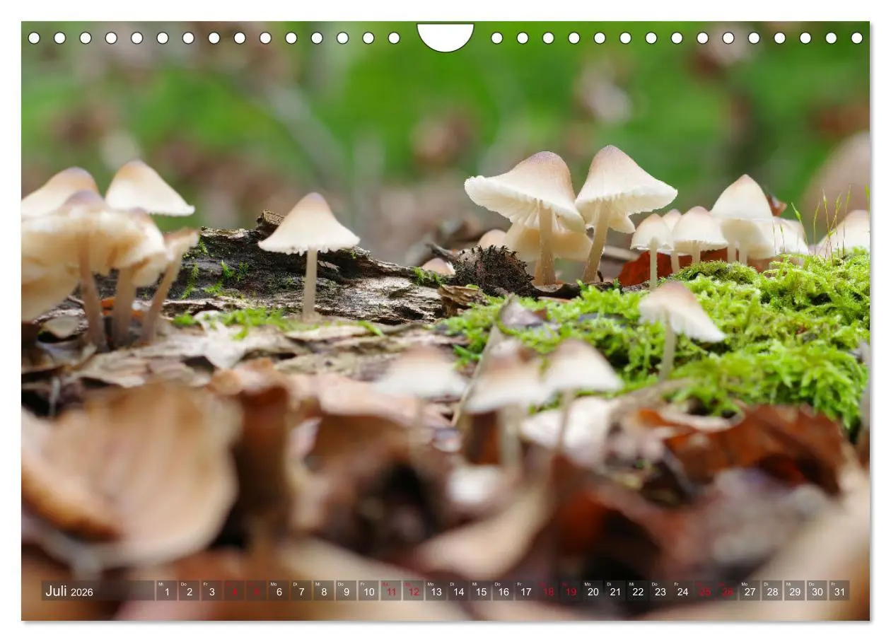Bild: 9783457545591 | Pilze - Schätze am Waldboden (Wandkalender 2026 DIN A4 quer),...