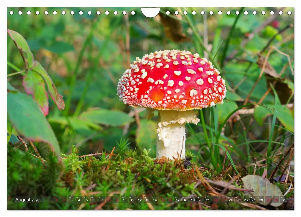 Bild: 9783457545591 | Pilze - Schätze am Waldboden (Wandkalender 2026 DIN A4 quer),...