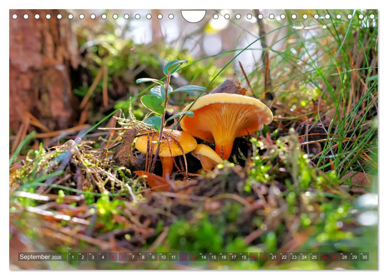 Bild: 9783457545591 | Pilze - Schätze am Waldboden (Wandkalender 2026 DIN A4 quer),...