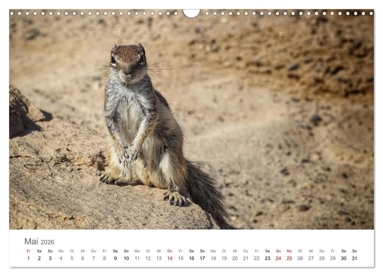Bild: 9783457785591 | Fuerteventura - die Wüsteninsel der Kanaren (Wandkalender 2026 DIN...