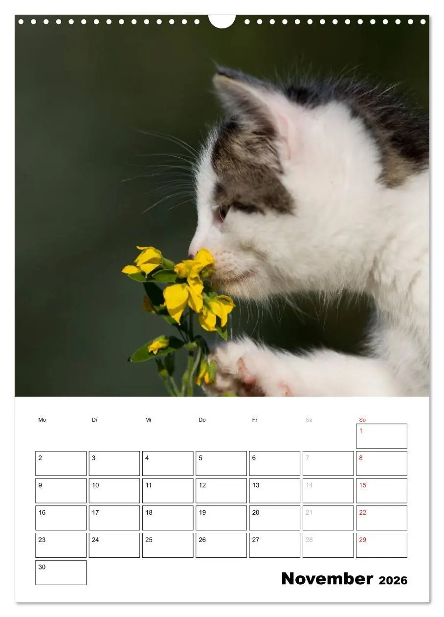 Bild: 9783516485691 | Katzenkinder - Impressionen (Wandkalender 2026 DIN A3 hoch),...