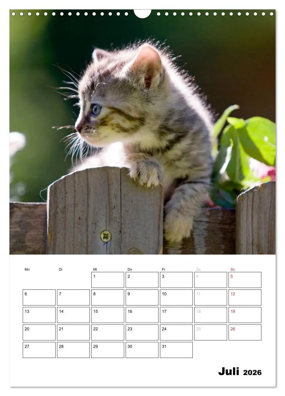 Bild: 9783516485691 | Katzenkinder - Impressionen (Wandkalender 2026 DIN A3 hoch),...