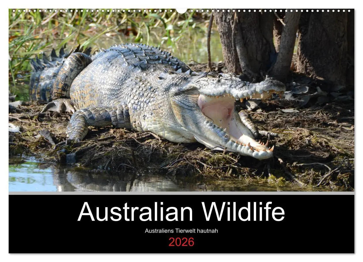 Cover: 9783457905791 | Australian Wildlife (Wandkalender 2026 DIN A2 quer), CALVENDO...