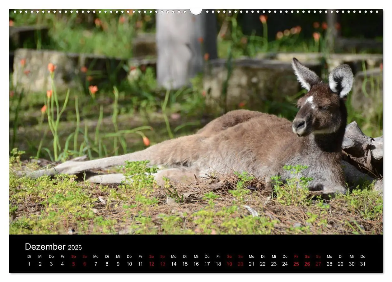 Bild: 9783457905791 | Australian Wildlife (Wandkalender 2026 DIN A2 quer), CALVENDO...