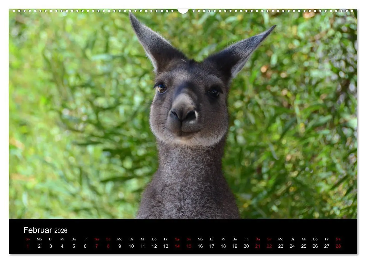 Bild: 9783457905791 | Australian Wildlife (Wandkalender 2026 DIN A2 quer), CALVENDO...