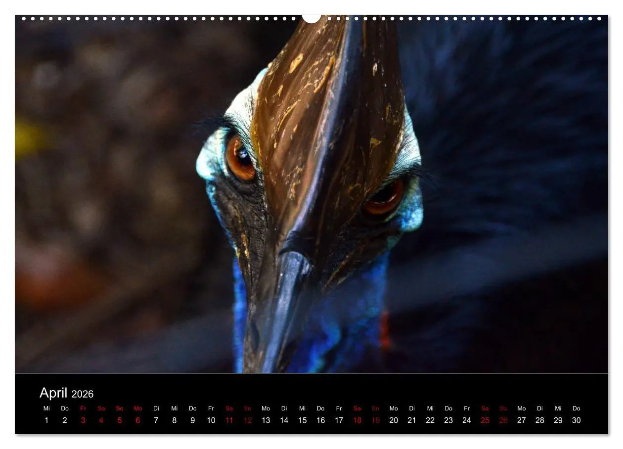 Bild: 9783457905791 | Australian Wildlife (Wandkalender 2026 DIN A2 quer), CALVENDO...