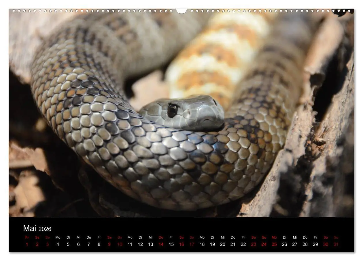 Bild: 9783457905791 | Australian Wildlife (Wandkalender 2026 DIN A2 quer), CALVENDO...