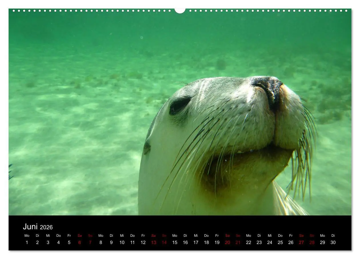 Bild: 9783457905791 | Australian Wildlife (Wandkalender 2026 DIN A2 quer), CALVENDO...