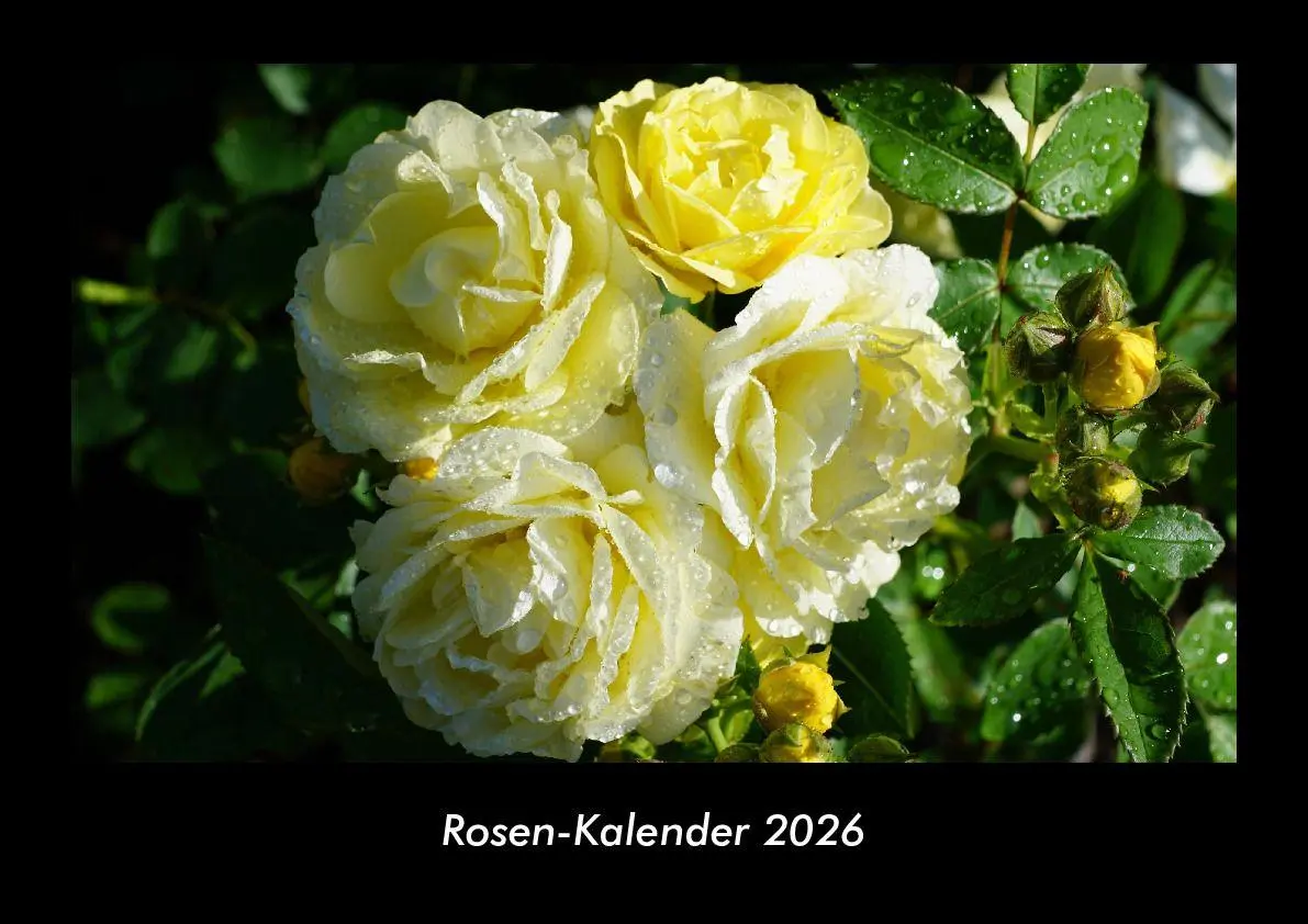 Cover: 9783755995791 | Rosen-Kalender 2026 Fotokalender DIN A3 | Tobias Becker | Kalender