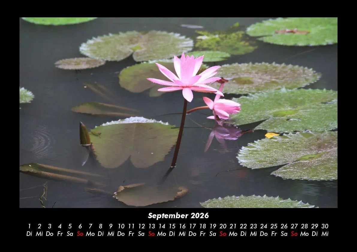 Bild: 9783755995791 | Rosen-Kalender 2026 Fotokalender DIN A3 | Tobias Becker | Kalender