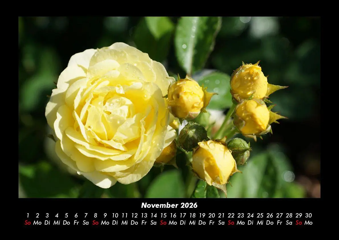 Bild: 9783755995791 | Rosen-Kalender 2026 Fotokalender DIN A3 | Tobias Becker | Kalender