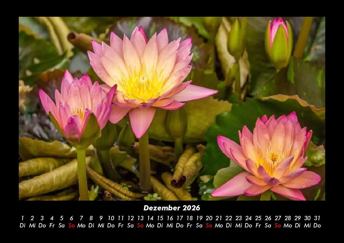 Bild: 9783755995791 | Rosen-Kalender 2026 Fotokalender DIN A3 | Tobias Becker | Kalender