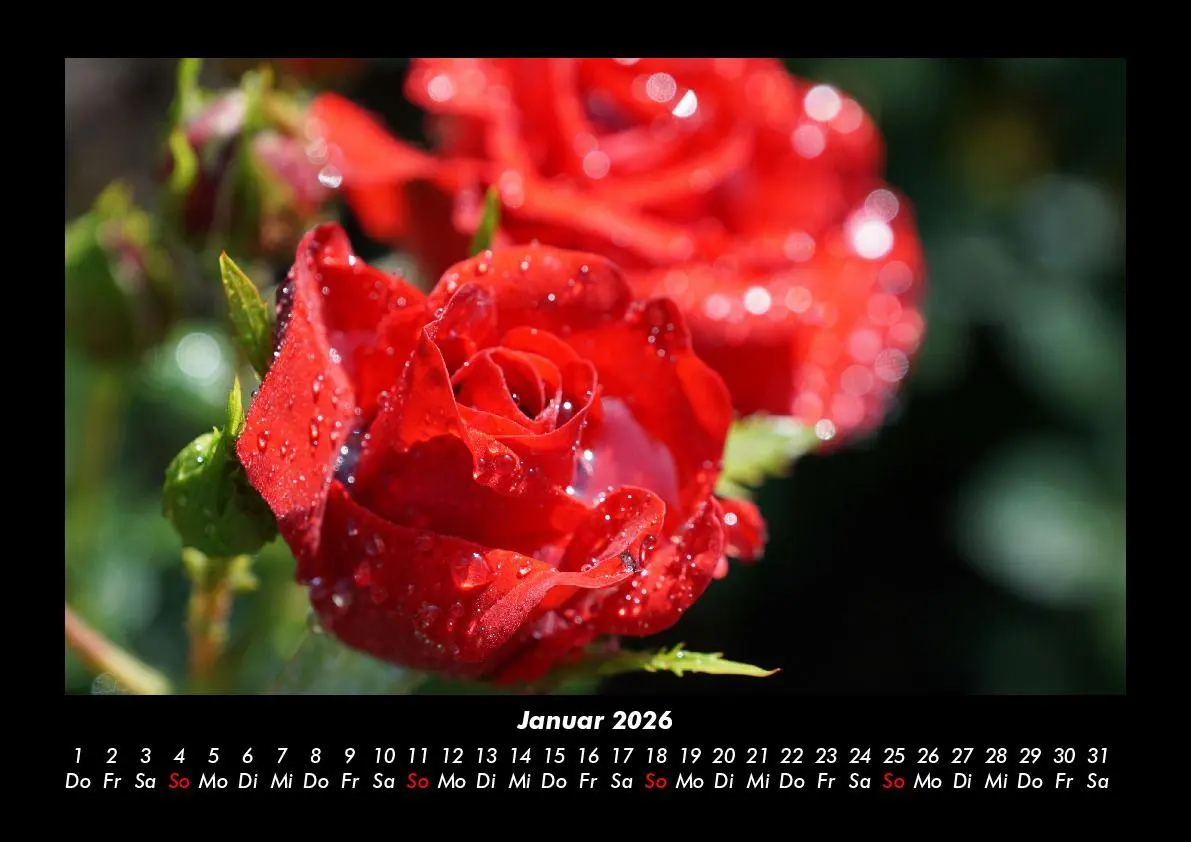 Bild: 9783755995791 | Rosen-Kalender 2026 Fotokalender DIN A3 | Tobias Becker | Kalender