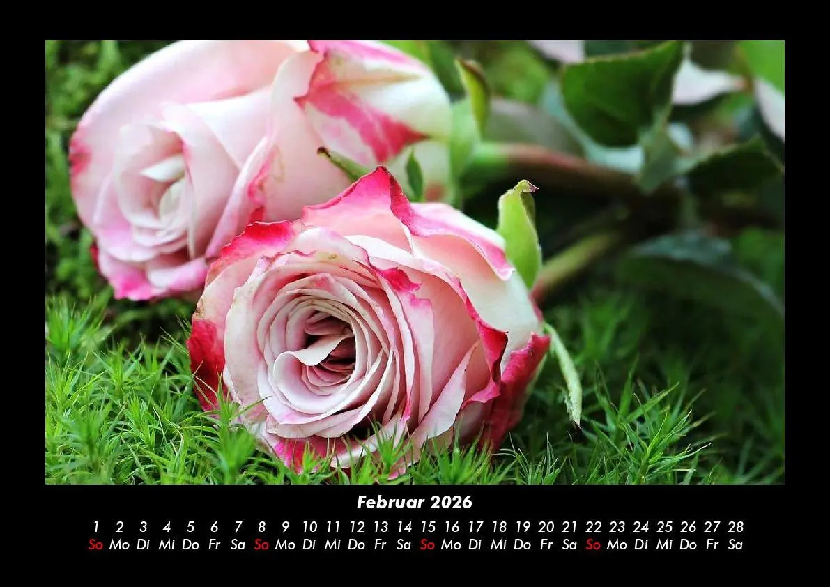 Bild: 9783755995791 | Rosen-Kalender 2026 Fotokalender DIN A3 | Tobias Becker | Kalender