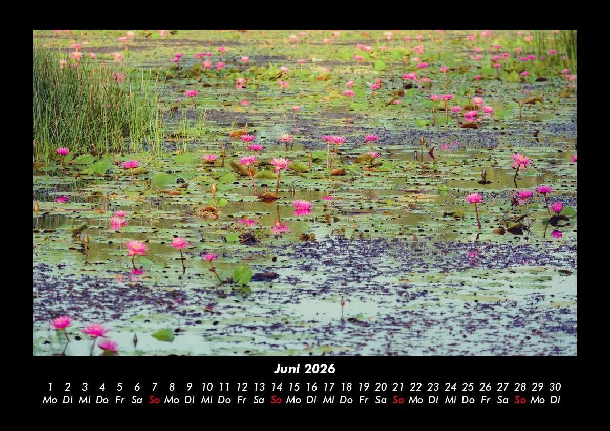 Bild: 9783755995791 | Rosen-Kalender 2026 Fotokalender DIN A3 | Tobias Becker | Kalender