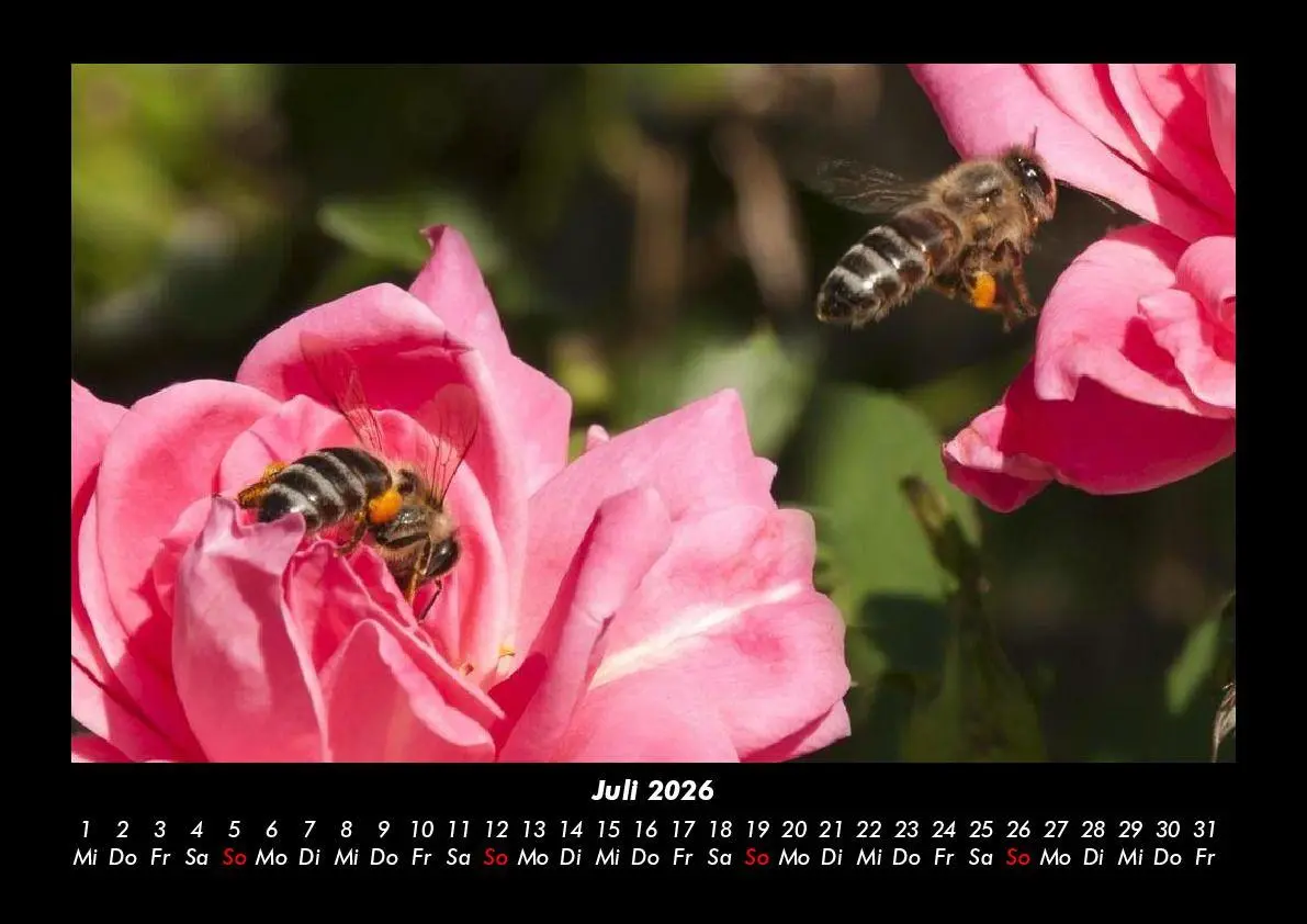 Bild: 9783755995791 | Rosen-Kalender 2026 Fotokalender DIN A3 | Tobias Becker | Kalender
