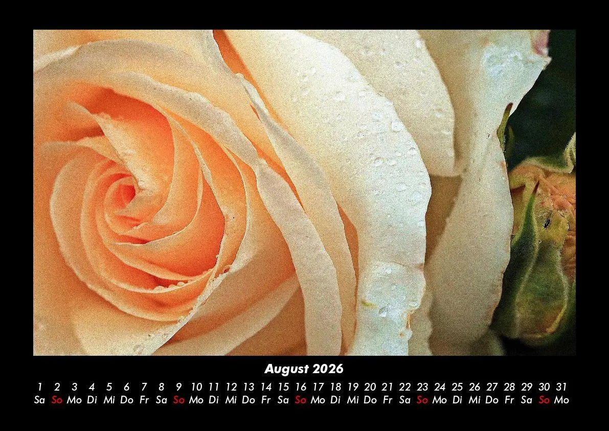 Bild: 9783755995791 | Rosen-Kalender 2026 Fotokalender DIN A3 | Tobias Becker | Kalender