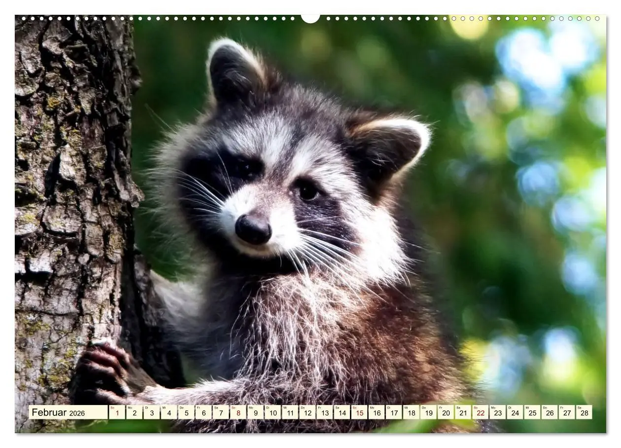 Bild: 9783457375891 | Große und kleine Bären (Wandkalender 2026 DIN A2 quer), CALVENDO...