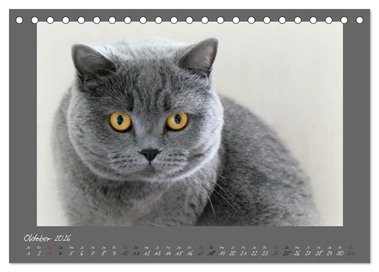 Bild: 9783457876091 | GRAUE ENGEL Britischkurzhaar-Katzen (Tischkalender 2026 DIN A5...