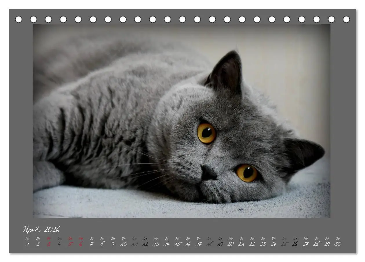 Bild: 9783457876091 | GRAUE ENGEL Britischkurzhaar-Katzen (Tischkalender 2026 DIN A5...