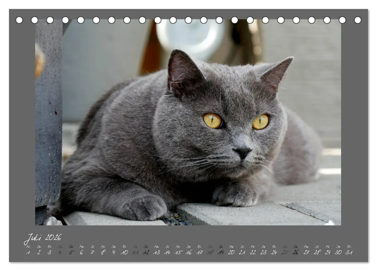 Bild: 9783457876091 | GRAUE ENGEL Britischkurzhaar-Katzen (Tischkalender 2026 DIN A5...