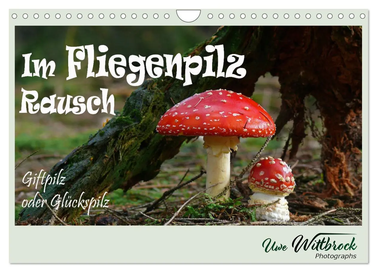 Cover: 9783457546291 | Im Fliegenpilz Rausch (Wandkalender 2026 DIN A4 quer), CALVENDO...