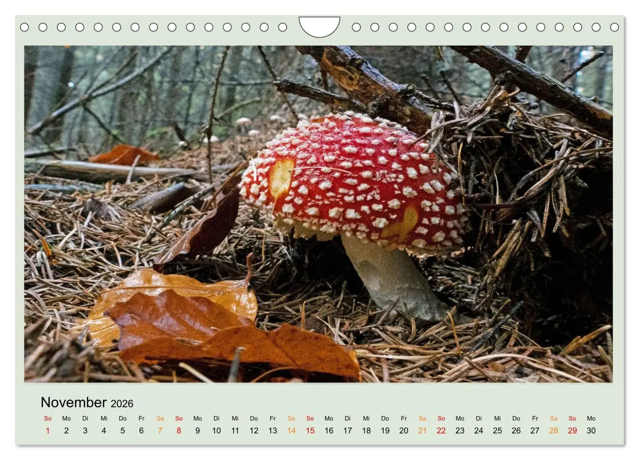 Bild: 9783457546291 | Im Fliegenpilz Rausch (Wandkalender 2026 DIN A4 quer), CALVENDO...