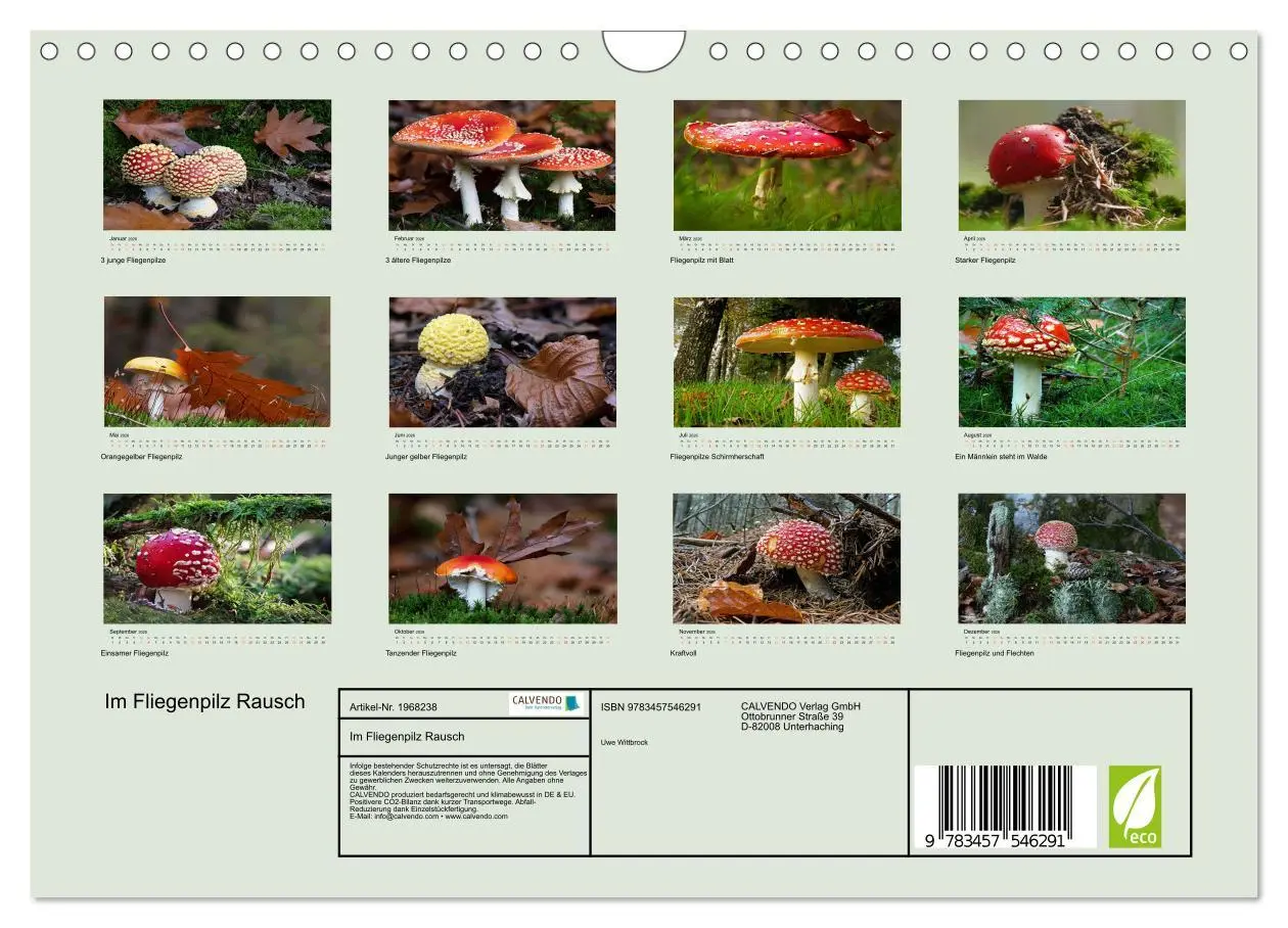 Bild: 9783457546291 | Im Fliegenpilz Rausch (Wandkalender 2026 DIN A4 quer), CALVENDO...