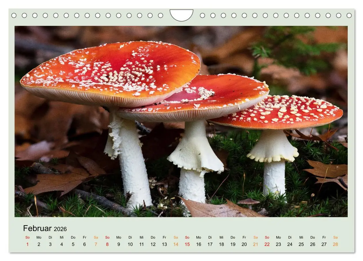 Bild: 9783457546291 | Im Fliegenpilz Rausch (Wandkalender 2026 DIN A4 quer), CALVENDO...