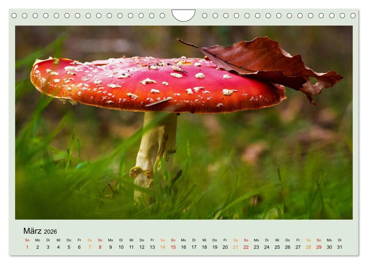 Bild: 9783457546291 | Im Fliegenpilz Rausch (Wandkalender 2026 DIN A4 quer), CALVENDO...