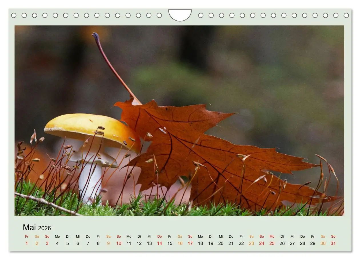 Bild: 9783457546291 | Im Fliegenpilz Rausch (Wandkalender 2026 DIN A4 quer), CALVENDO...