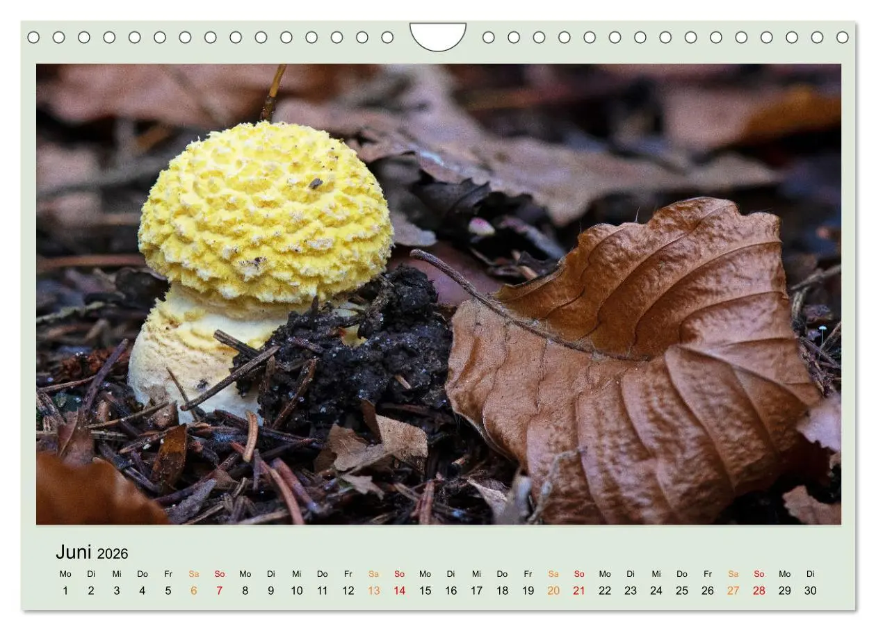Bild: 9783457546291 | Im Fliegenpilz Rausch (Wandkalender 2026 DIN A4 quer), CALVENDO...