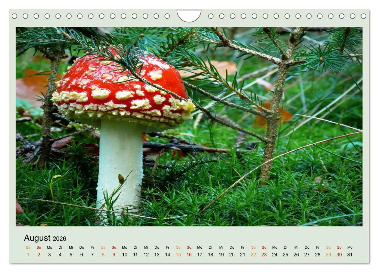 Bild: 9783457546291 | Im Fliegenpilz Rausch (Wandkalender 2026 DIN A4 quer), CALVENDO...