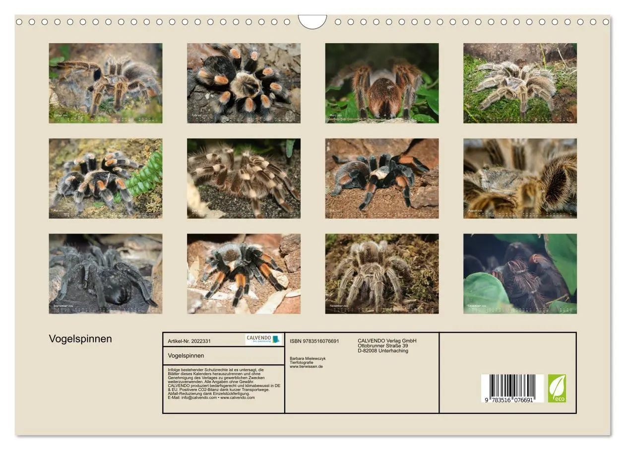 Bild: 9783516076691 | Vogelspinnen (Wandkalender 2026 DIN A3 quer), CALVENDO Monatskalender