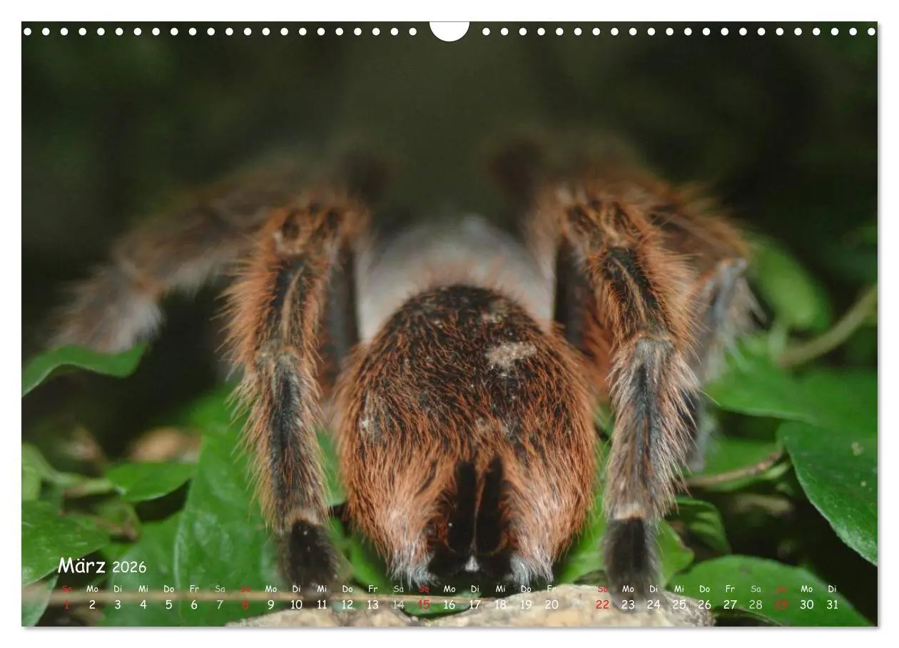 Bild: 9783516076691 | Vogelspinnen (Wandkalender 2026 DIN A3 quer), CALVENDO Monatskalender