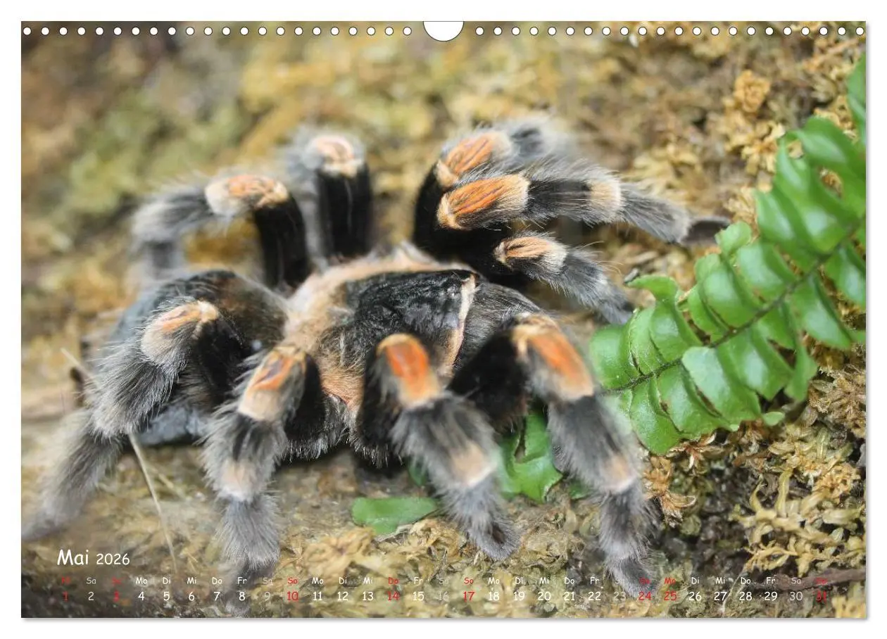 Bild: 9783516076691 | Vogelspinnen (Wandkalender 2026 DIN A3 quer), CALVENDO Monatskalender