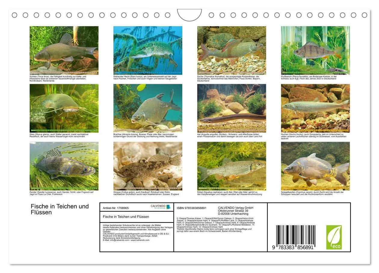 Bild: 9783383856891 | Fische in Teichen und Flüssen (Wandkalender 2025 DIN A4 quer),...
