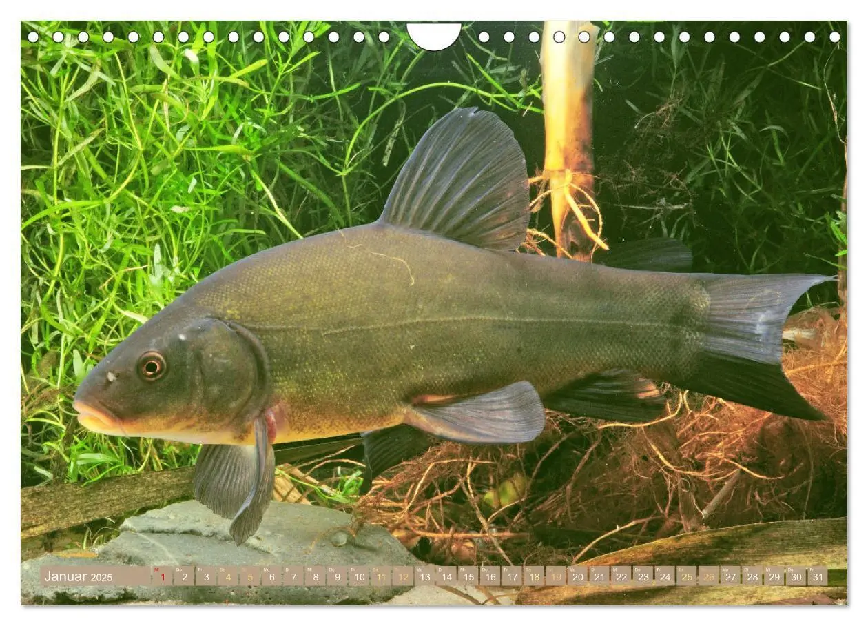 Bild: 9783383856891 | Fische in Teichen und Flüssen (Wandkalender 2025 DIN A4 quer),...