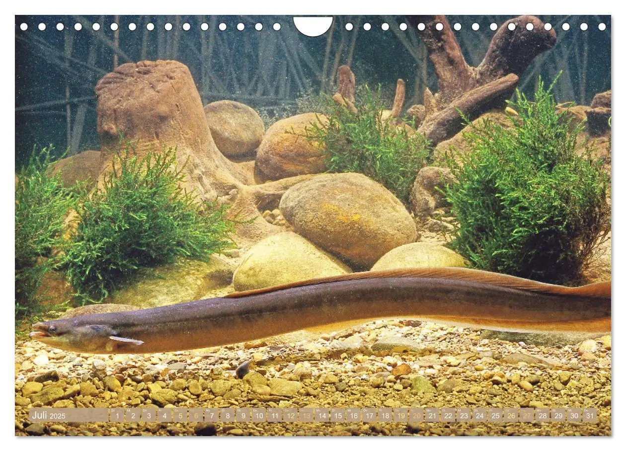 Bild: 9783383856891 | Fische in Teichen und Flüssen (Wandkalender 2025 DIN A4 quer),...
