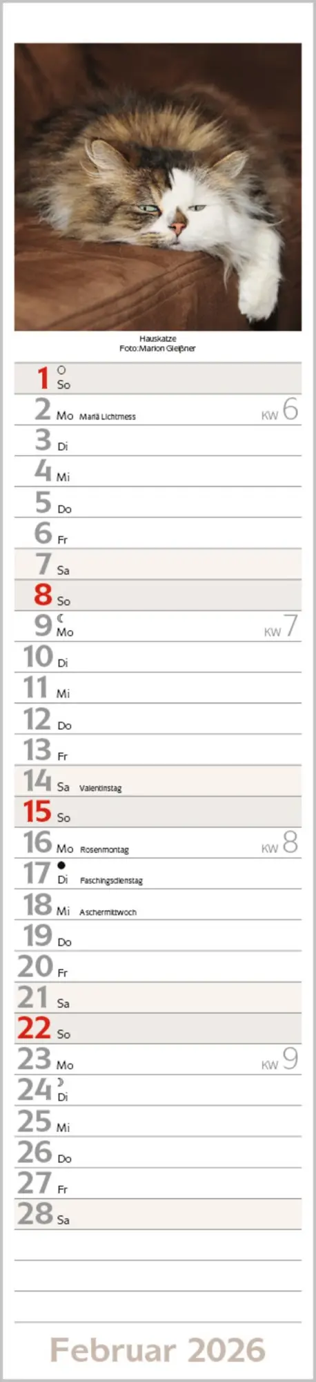 Bild: 9783731886891 | Katzen Langplaner 2026 | Langplaner | Verlag Korsch | Kalender | 13 S.